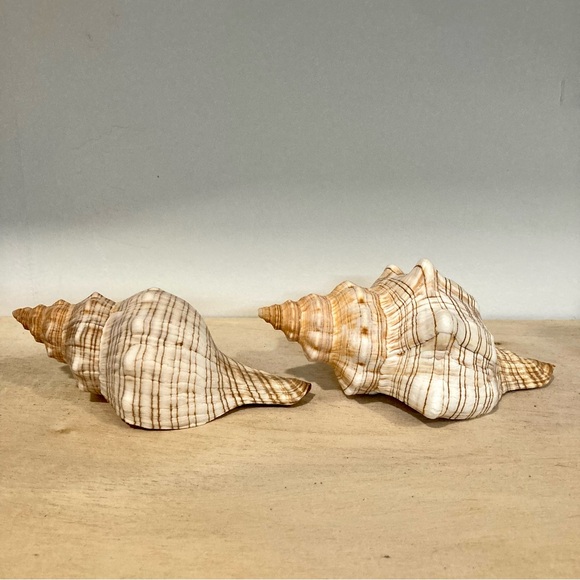 2 Conch Shells Natural Seashells Cream / Light Orange / Brown Tones Beach - Picture 1 of 10
